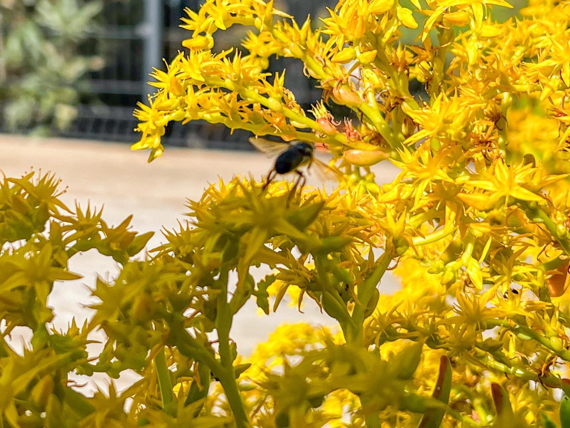 Jardin Des Abeilles - Villa Pool Terrace - By Tgb Ocana Exterior foto