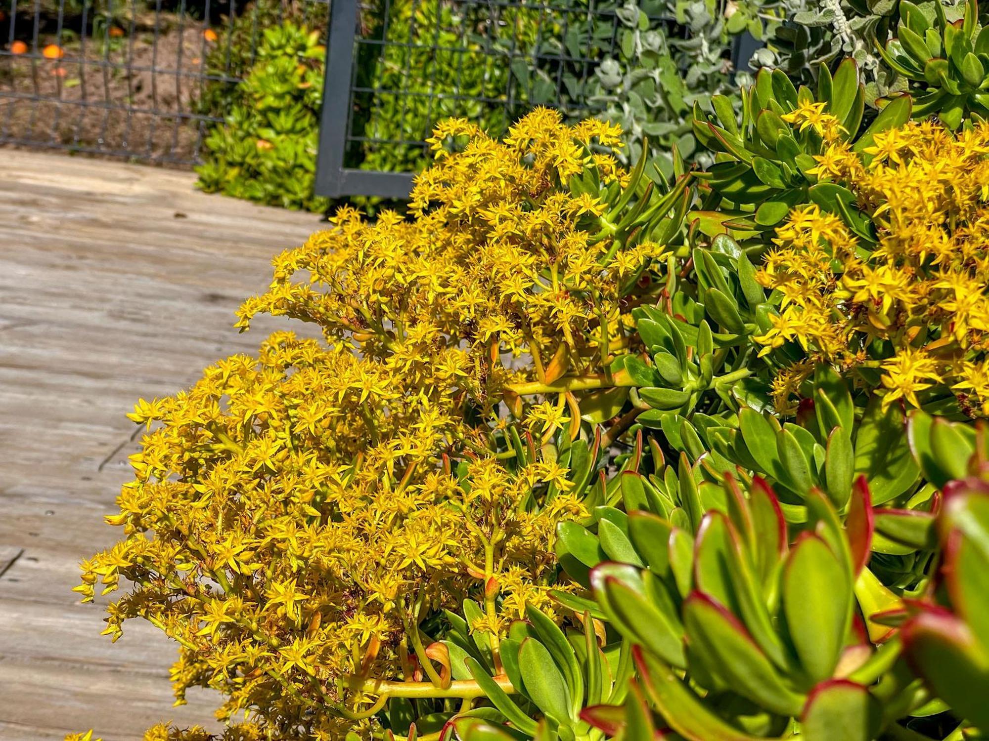 Jardin Des Abeilles - Villa Pool Terrace - By Tgb Ocana Exterior foto