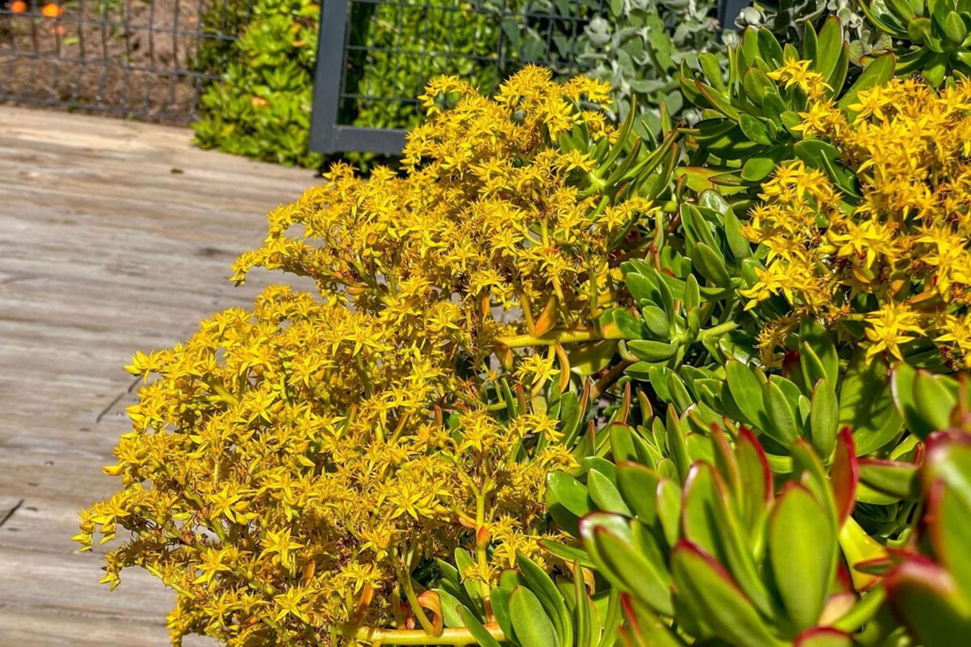 Jardin Des Abeilles - Villa Pool Terrace - By Tgb Ocana Exterior foto